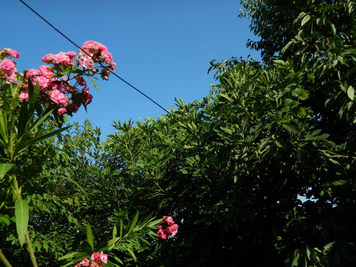 DSCN4154 - 2015_AUGUST