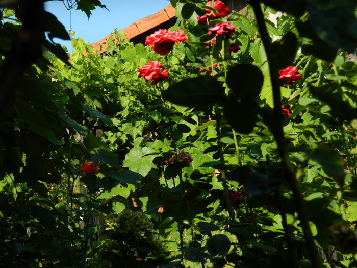 DSCN4155 - 2015_AUGUST