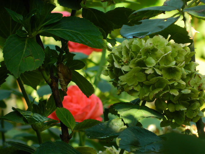 DSCN4156 - 2015_AUGUST