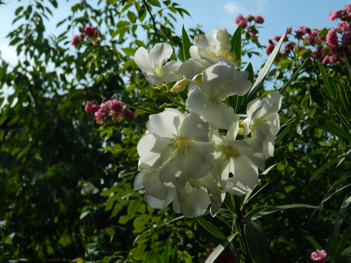 DSCN4169 - 2015_AUGUST