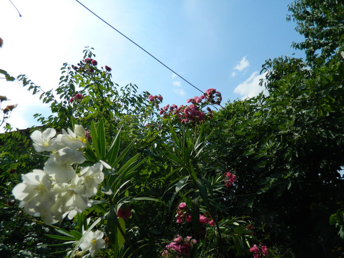 DSCN4172 - 2015_AUGUST