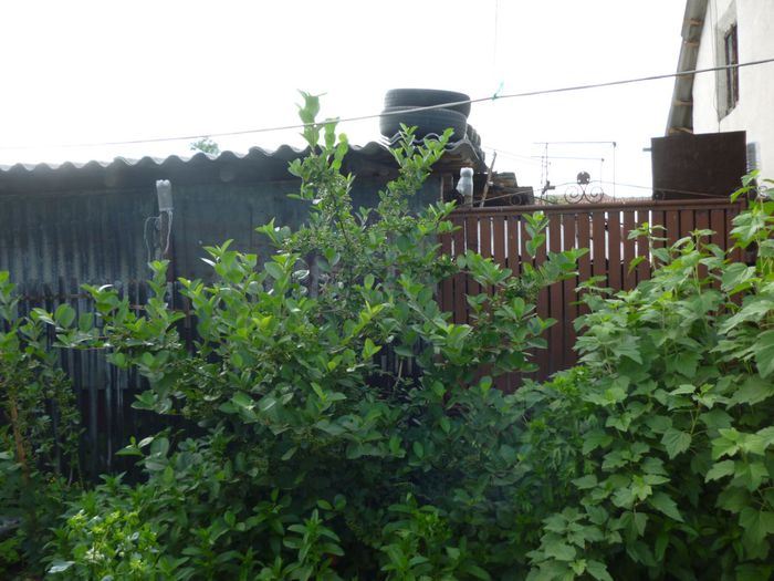 Aronia 29.05.2015. - Arbusti ornamentali fructiferi - Aronia melanocarpa nero Scorus negru