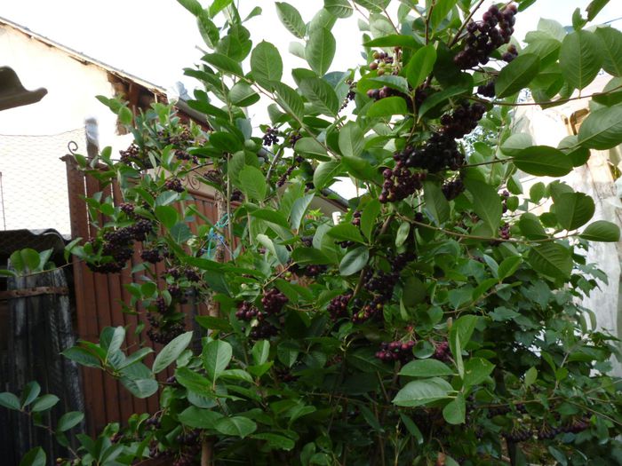 Fructe Aronia au inceput sa se coaca.. - Arbusti ornamentali fructiferi - Aronia melanocarpa nero Scorus negru