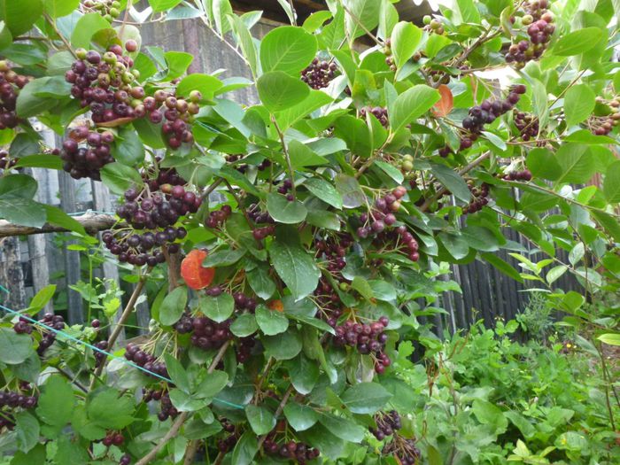 Fructe Aronia au inceput sa se coaca. - Arbusti ornamentali fructiferi - Aronia melanocarpa nero Scorus negru