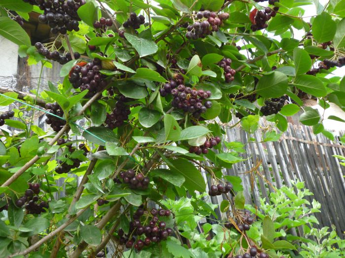 Fructe Aronia au inceput sa se coaca - Arbusti ornamentali fructiferi - Aronia melanocarpa nero Scorus negru