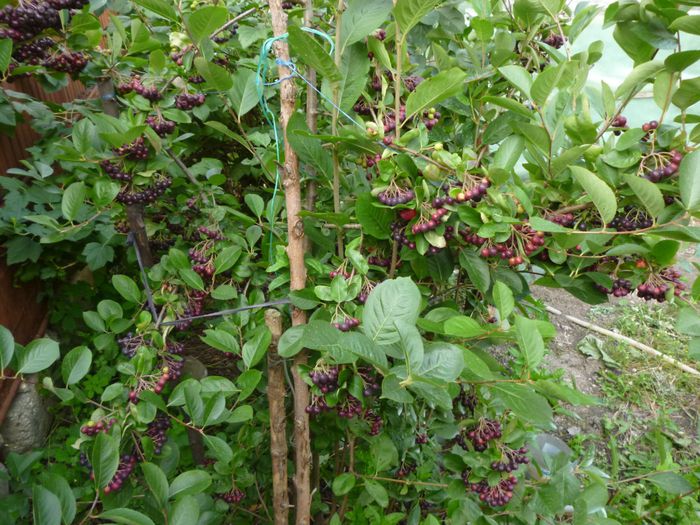 Fructe Aronia au inceput sa se coaca 1.07.2015. - Arbusti ornamentali fructiferi - Aronia melanocarpa nero Scorus negru