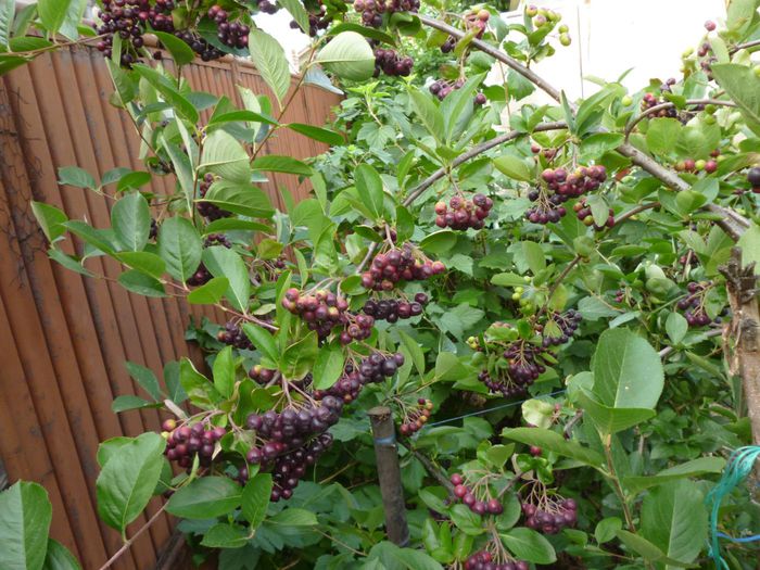 Fructe Aronia au inceput sa se coaca 1.07.2015 - Arbusti ornamentali fructiferi - Aronia melanocarpa nero Scorus negru