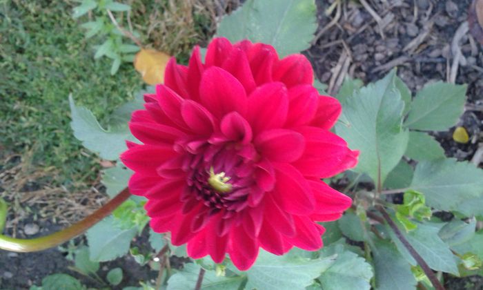 20150805_071211 - dragostea  de natura