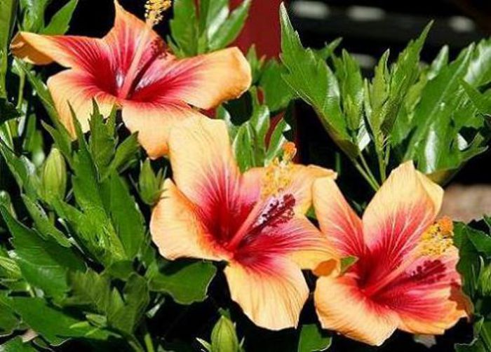 Hibiscus_rosa-sinensis_'Cuban_Variety' - cuban variety