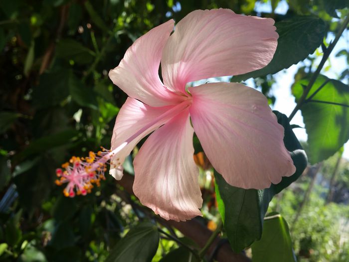 Dainty pink - Colectia mea de hibiscusi