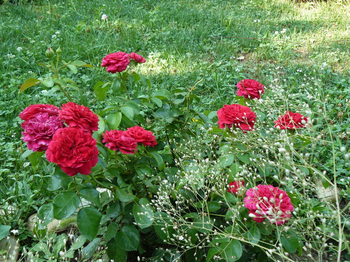 Red Leonardo si Gypsophila - Gradina rozelor August 2015