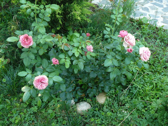 Leonardo..ceva ii lipseste... - Gradina rozelor August 2015