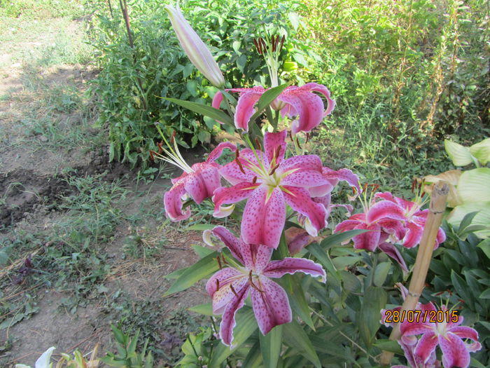 IMG_0302 - Flori de gradina-2015Vara