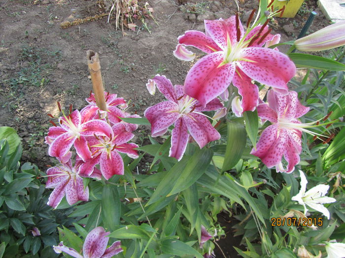 IMG_0304 - Flori de gradina-2015Vara