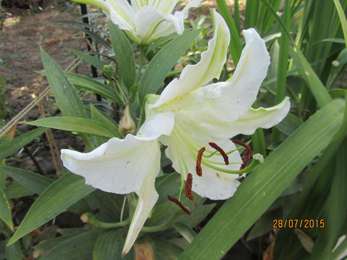 IMG_0307 - Flori de gradina-2015Vara