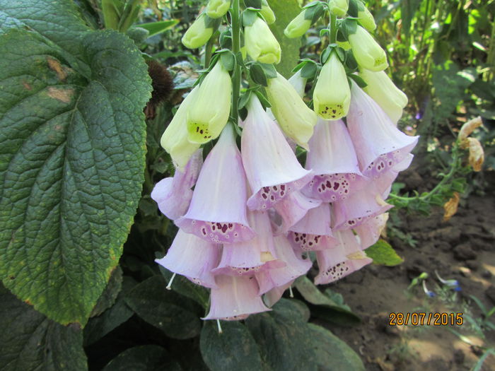 IMG_0308 - Flori de gradina-2015Vara