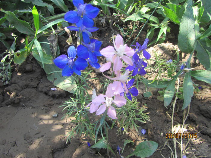 IMG_0309 - Flori de gradina-2015Vara