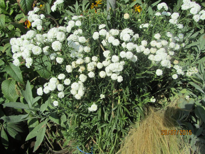 IMG_0316 - Flori de gradina-2015Vara