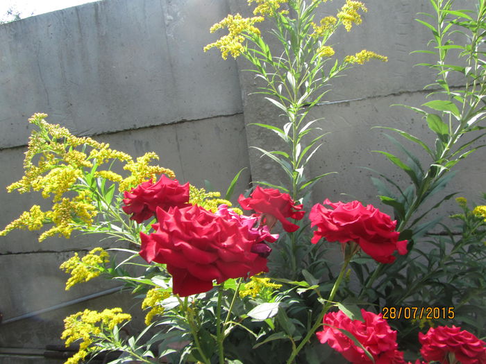 IMG_0313 - Flori de gradina-2015Vara