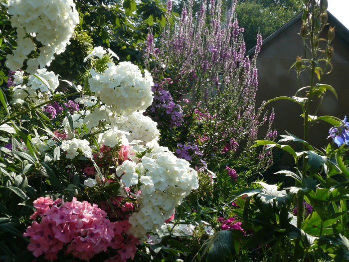 Phlox si Rachitan - Gradina rozelor August 2015