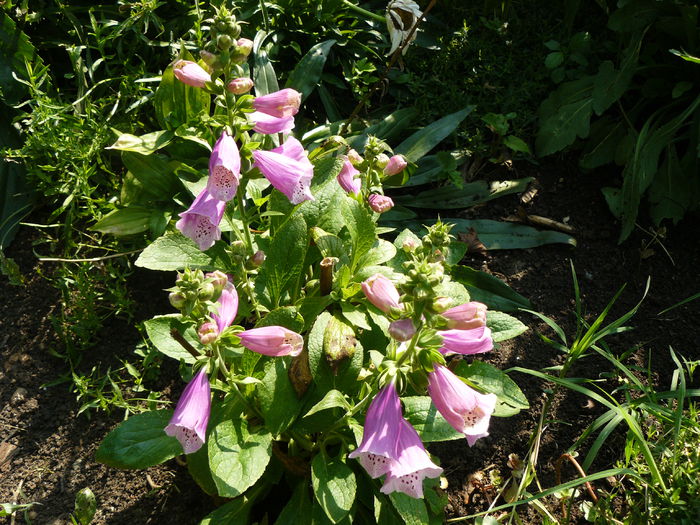 Digitalis remonteaza frumos dupa tunsoare - Gradina rozelor August 2015