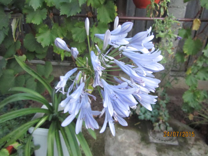 Agapanthus