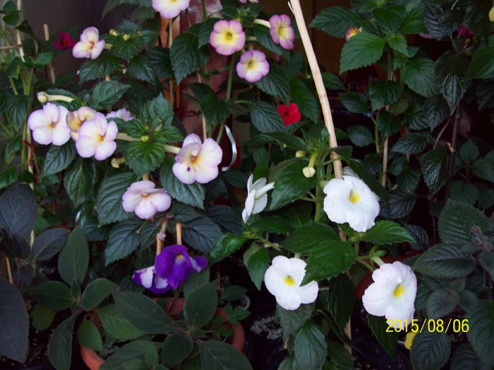 103_4962 - Achimenes 2015