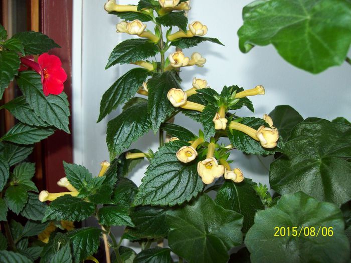 103_4964 - Achimenes 2015