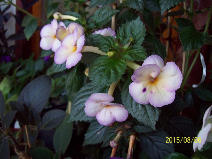 103_4967 - Achimenes 2015