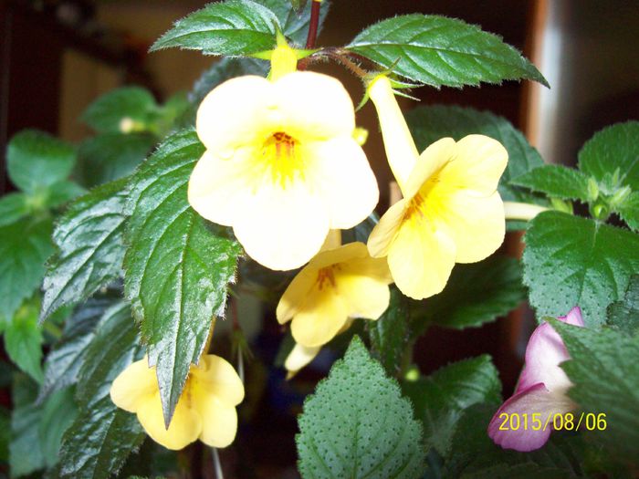 103_4970 - Achimenes 2015