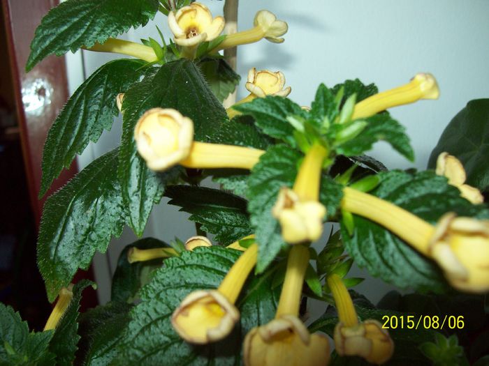 103_4974 - Achimenes 2015