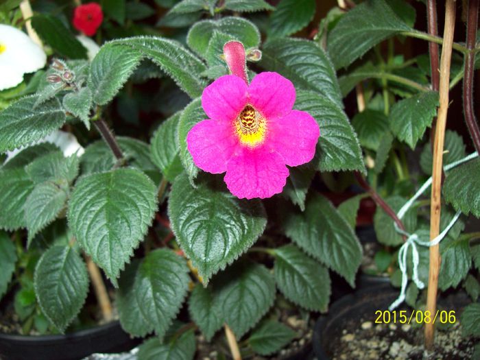 103_4977 - Achimenes 2015
