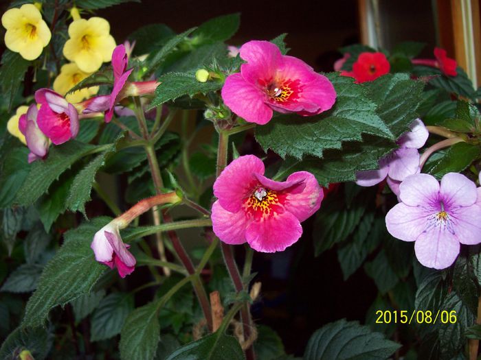103_4978 - Achimenes 2015