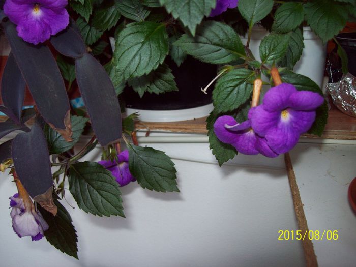 103_4980 - Achimenes 2015