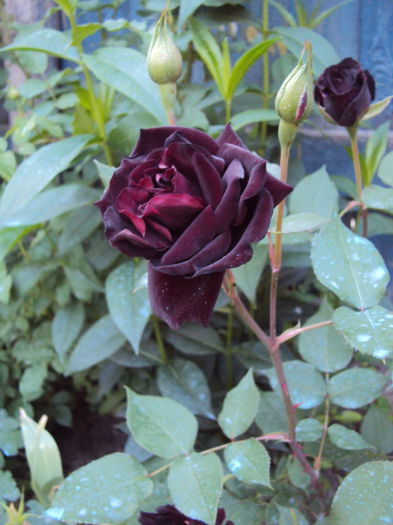 DSC06620 - Louis XIV