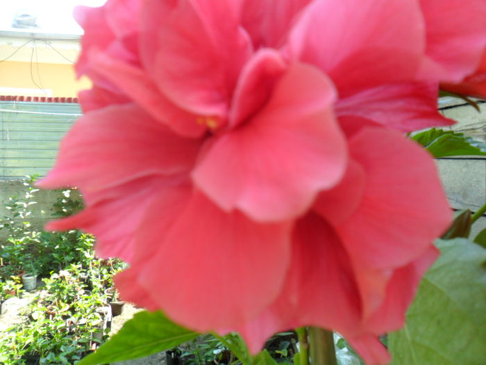 SAM_8391 - hibiscusi 2015-5