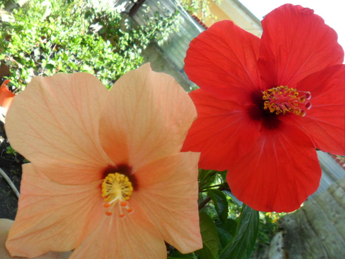 SAM_8392 - hibiscusi 2015-5