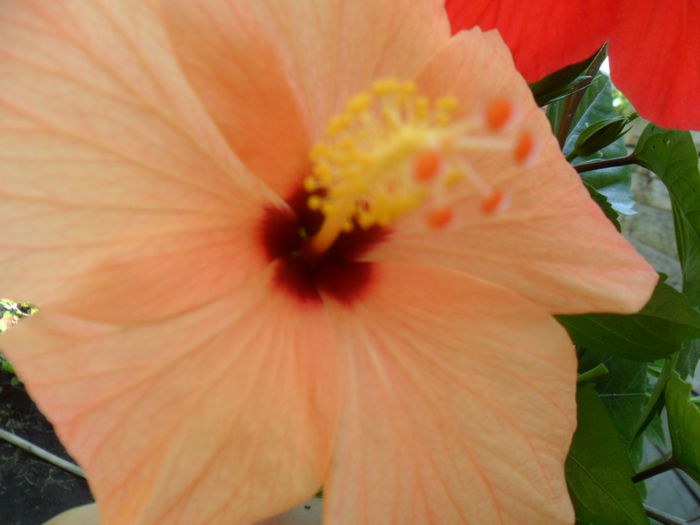 SAM_8394 - hibiscusi 2015-5