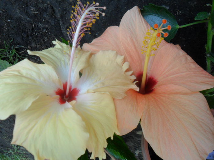 SAM_8397 - hibiscusi 2015-5