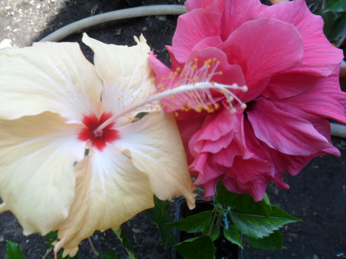 SAM_8398 - hibiscusi 2015-5