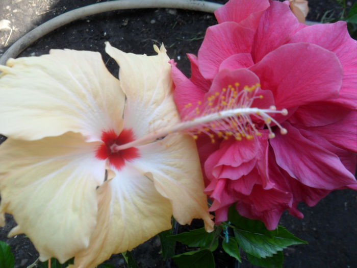 SAM_8399 - hibiscusi 2015-5