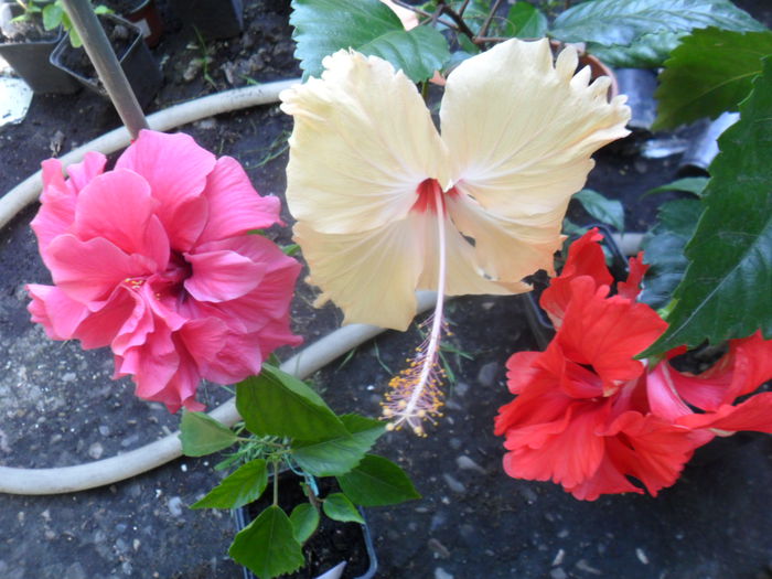 SAM_8400 - hibiscusi 2015-5