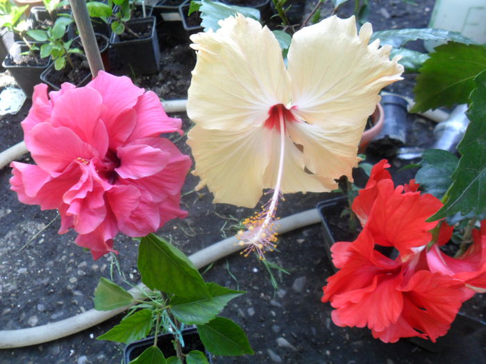 SAM_8401 - hibiscusi 2015-5