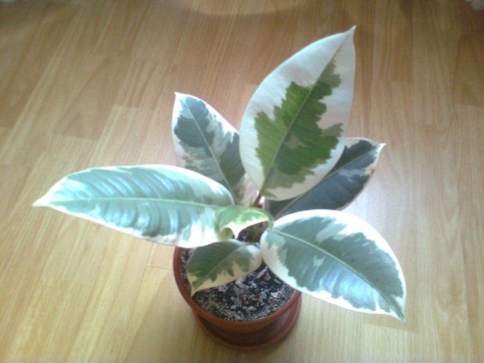 FICUS