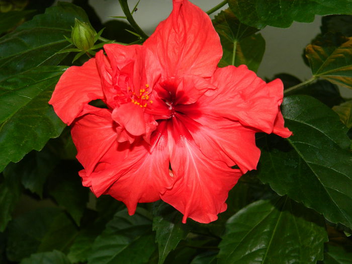 DSCN3774 - 2015_AUGUST