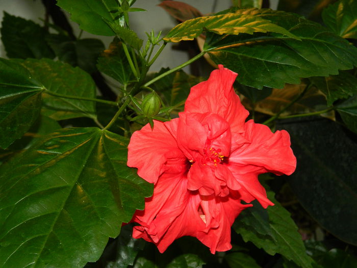 DSCN3777 - 2015_AUGUST