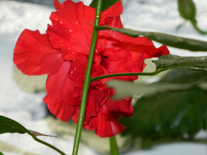 DSCN3784 - 2015_AUGUST