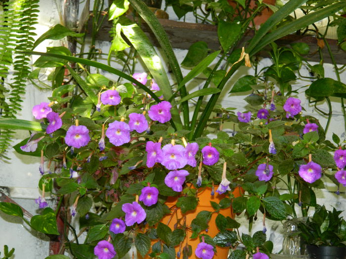 DSCN3785 - 2015_AUGUST