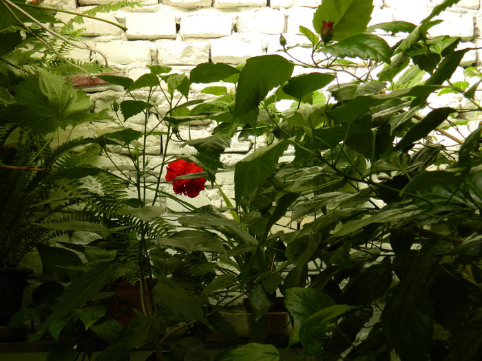 DSCN3787 - 2015_AUGUST