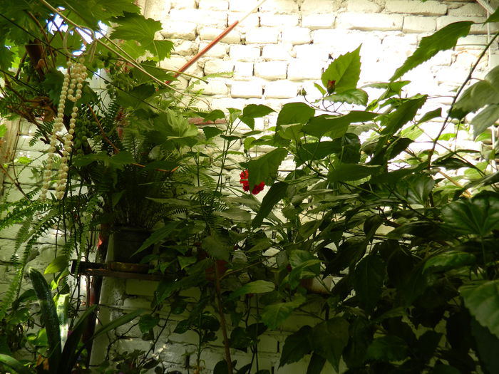 DSCN3788 - 2015_AUGUST